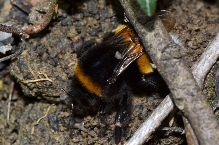 ID Futura regina Bombus [B.subterraneus latreillellus?]