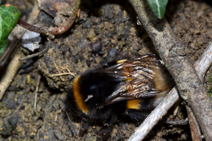 ID Futura regina Bombus [B.subterraneus latreillellus?]