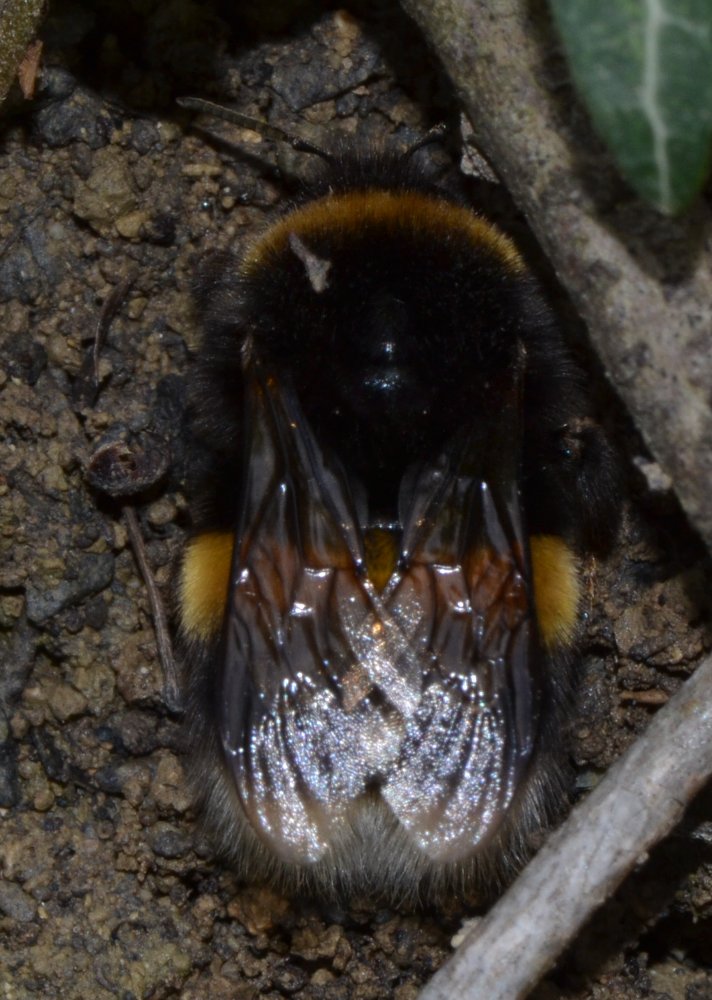 ID Futura regina Bombus [B.subterraneus latreillellus?]