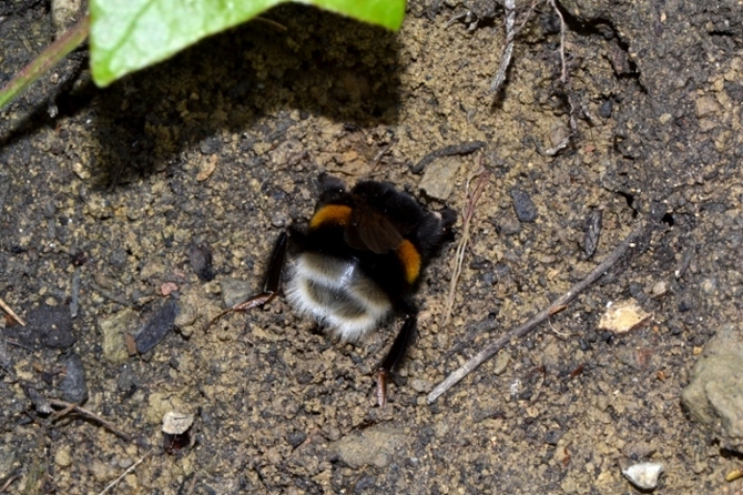 ID Futura regina Bombus [B.subterraneus latreillellus?]