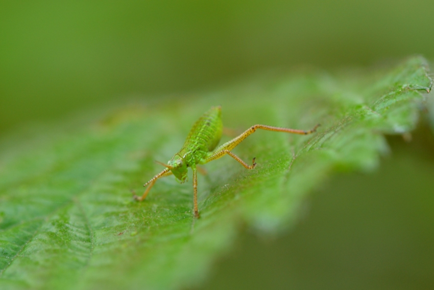 ID: Ninfe Tettigoniidae?