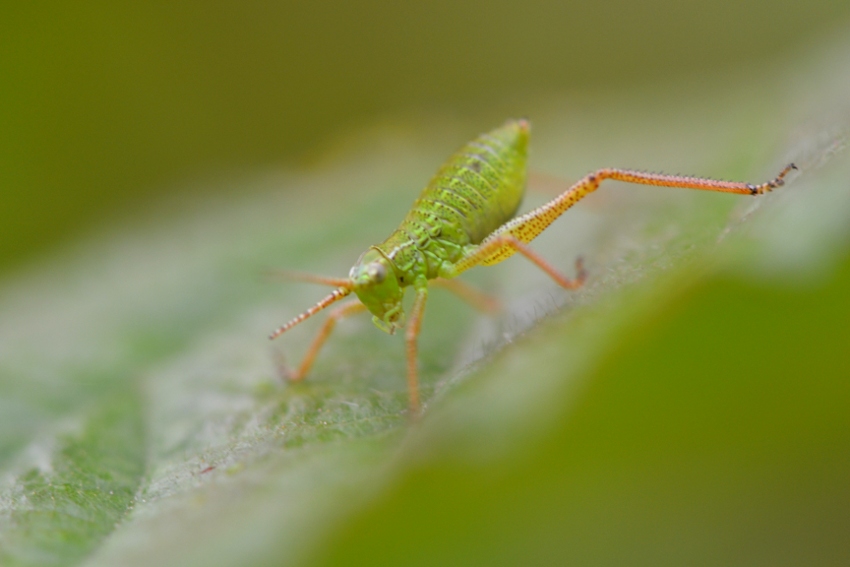 ID: Ninfe Tettigoniidae?