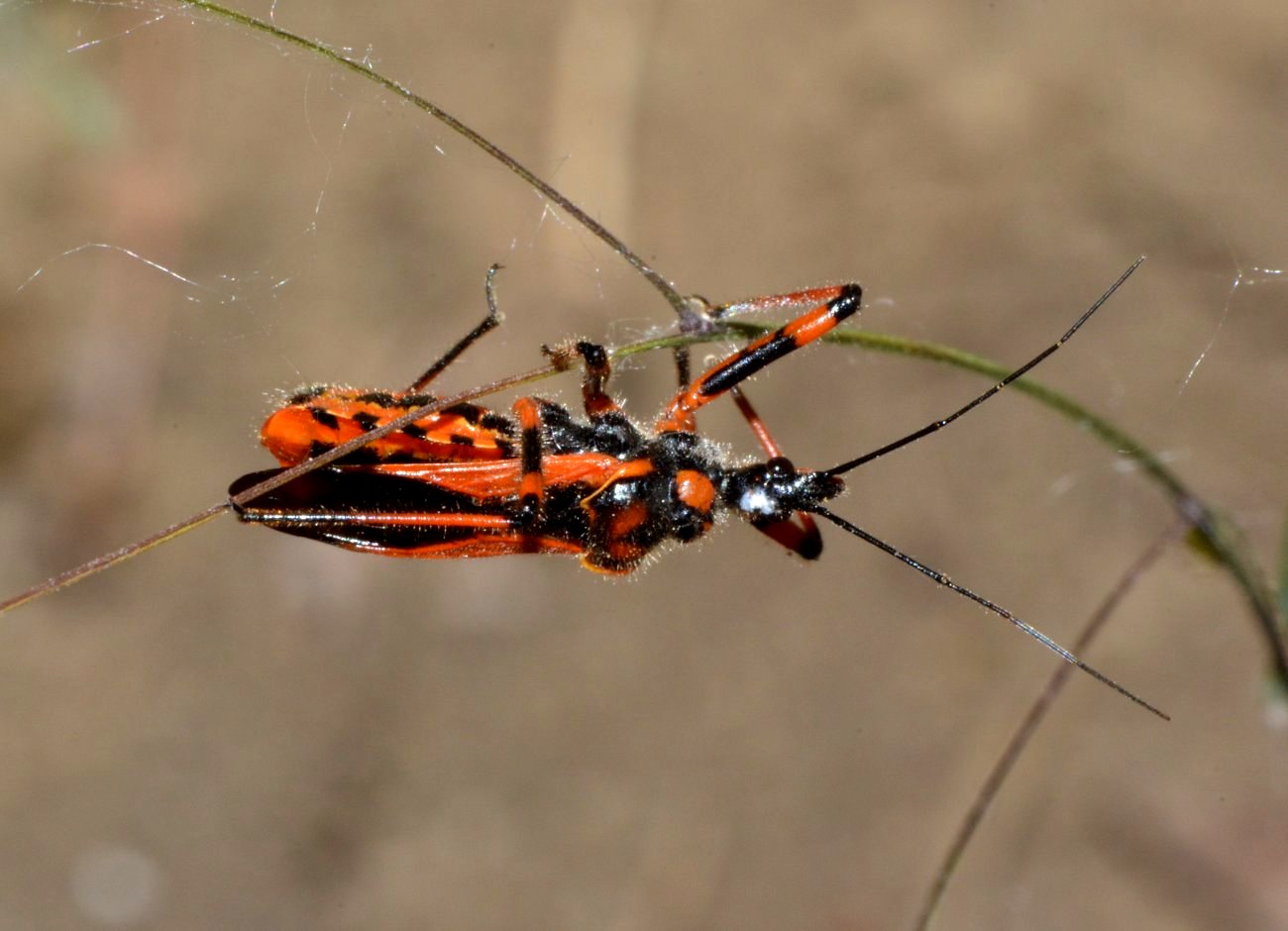 Reduviidae - Rhynocoris rubricus