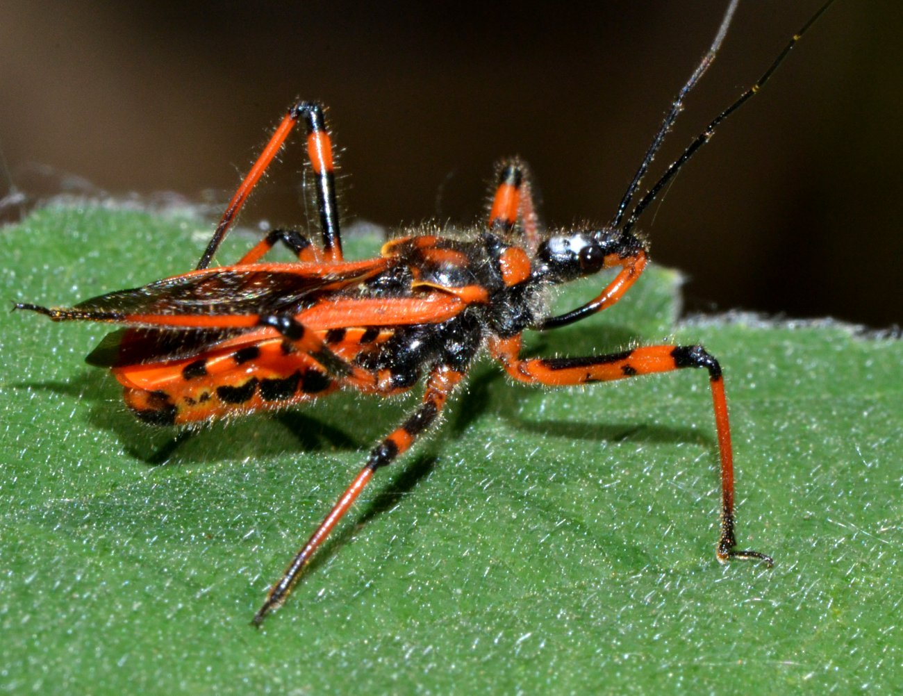 Reduviidae - Rhynocoris rubricus