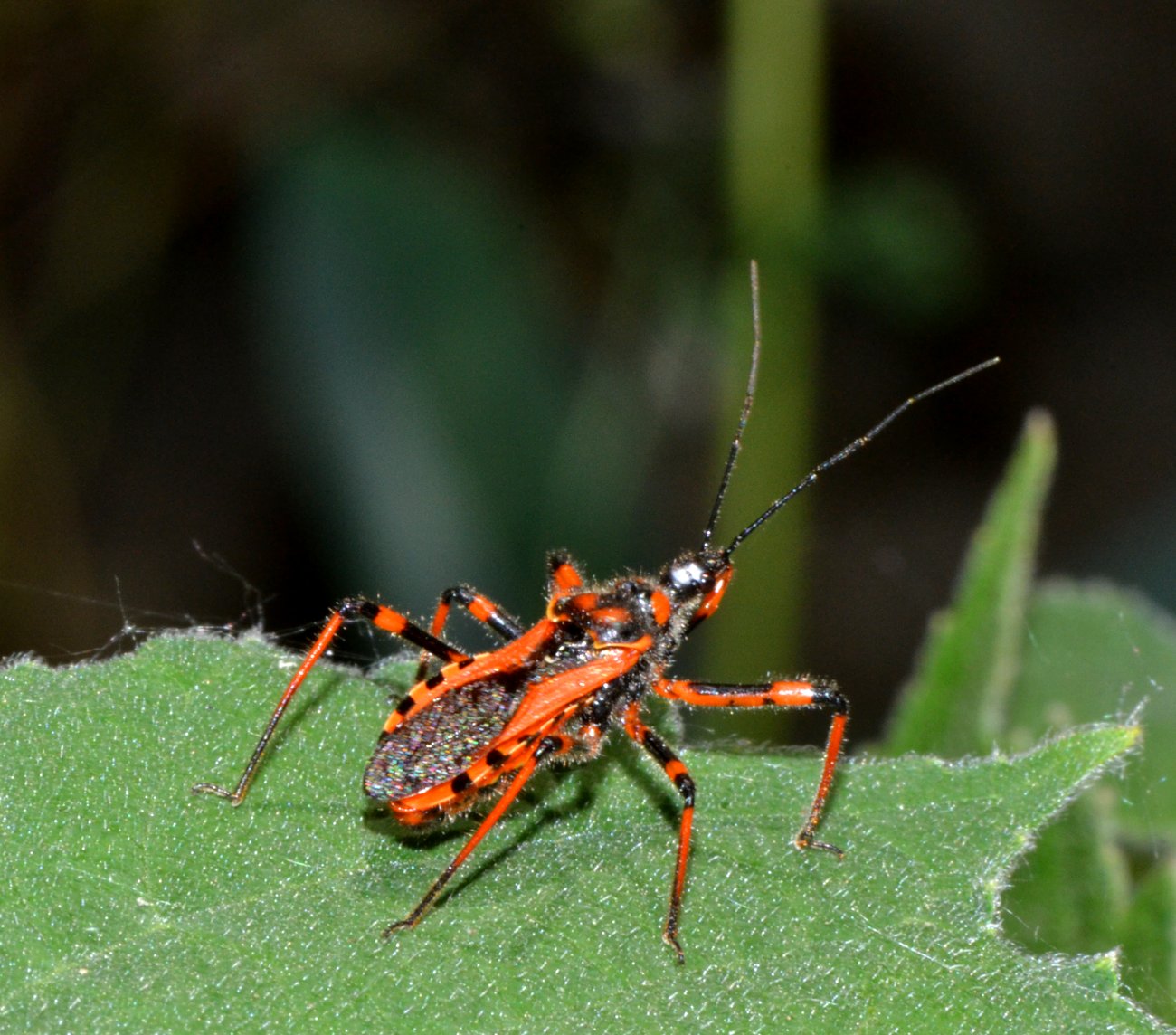 Reduviidae - Rhynocoris rubricus