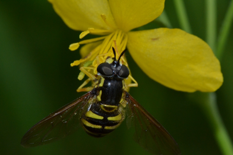 ID Syrphidae