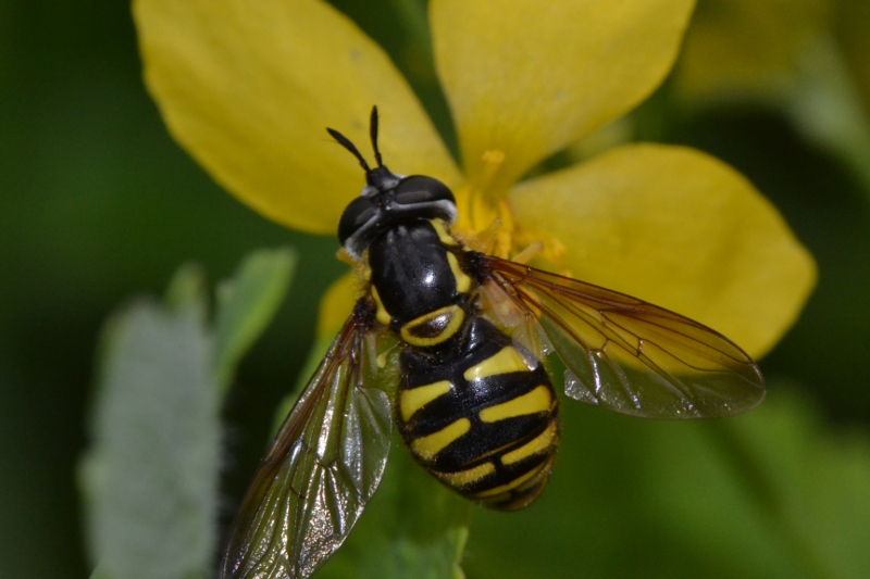 ID Syrphidae