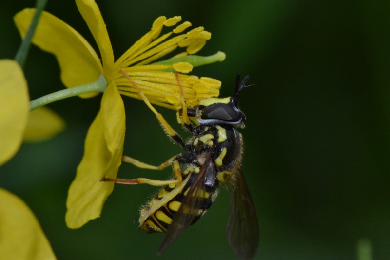 ID Syrphidae