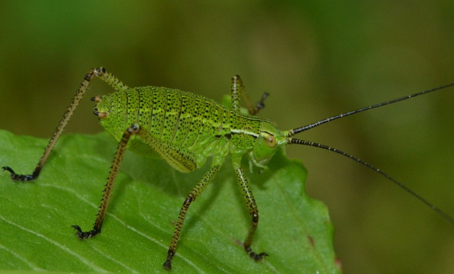 Ninfa Phaneropteridae