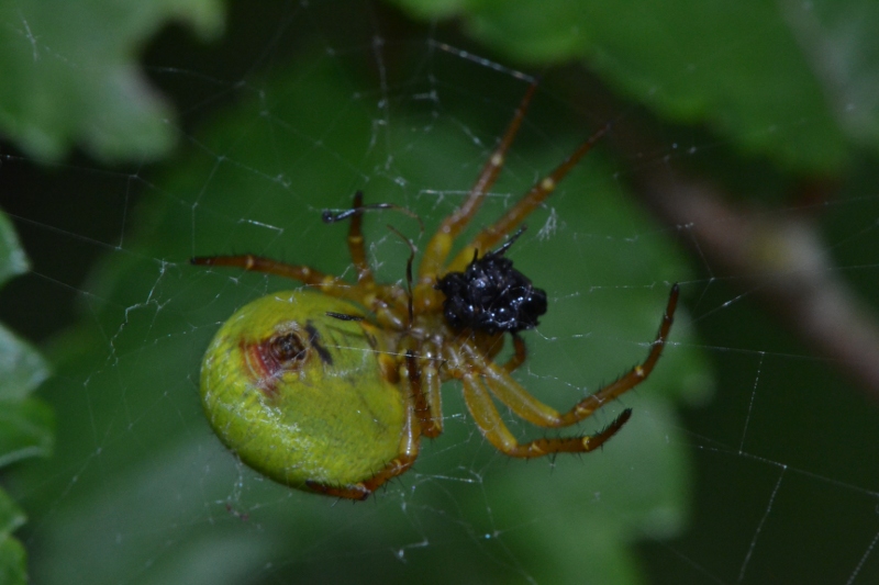 Araniella sp.