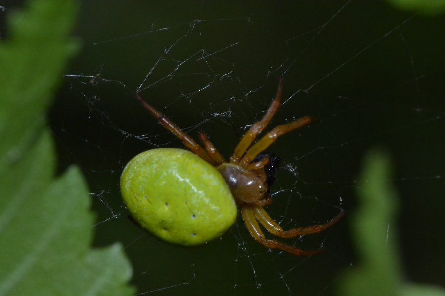 Araniella sp.