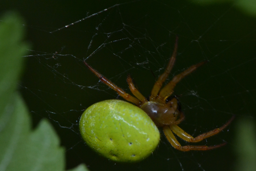 Araniella sp.