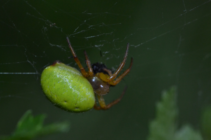 Araniella sp.