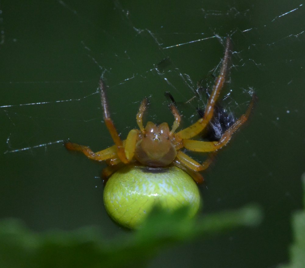 Araniella sp.