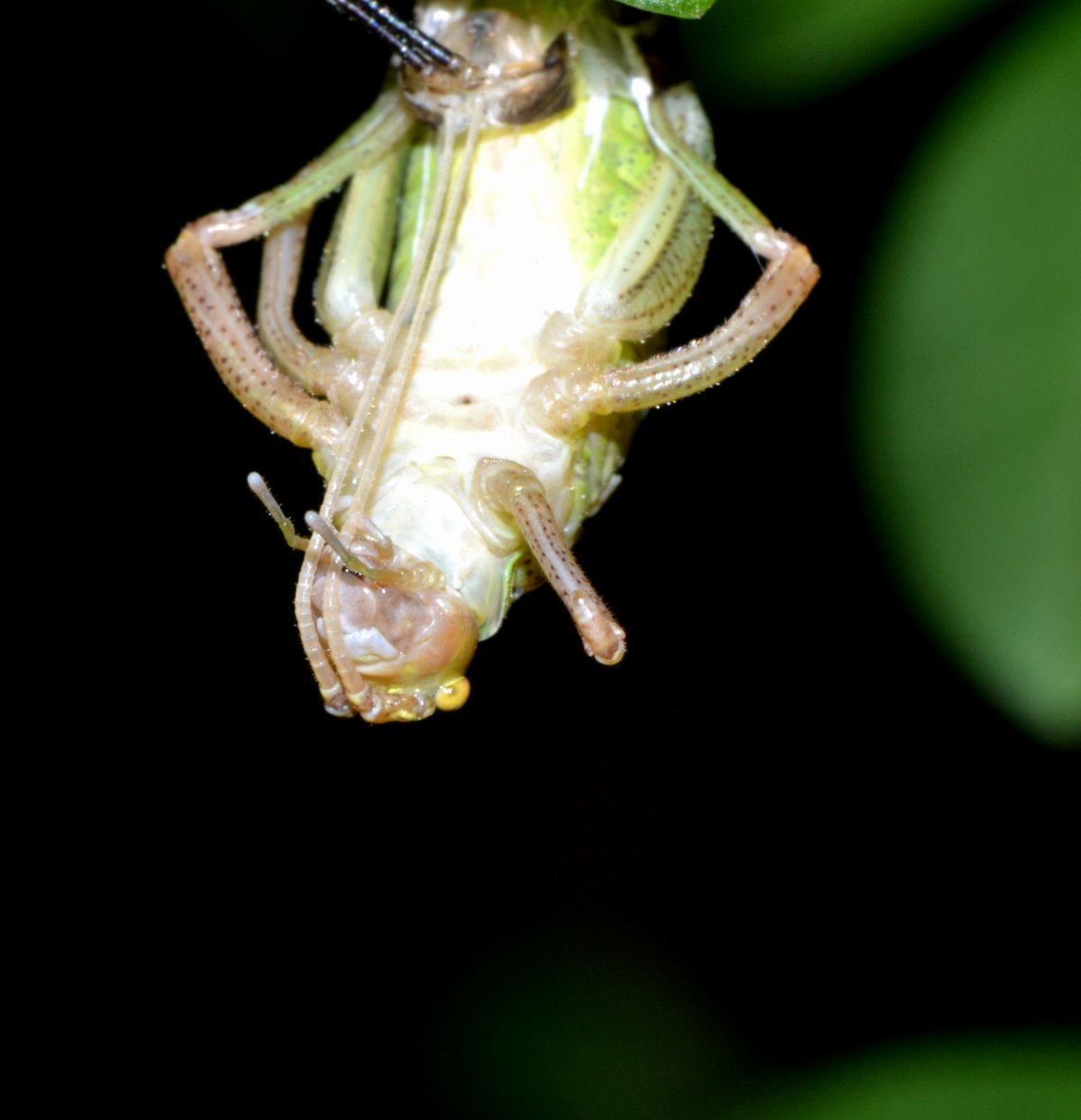 Muta di Barbitistes sp.