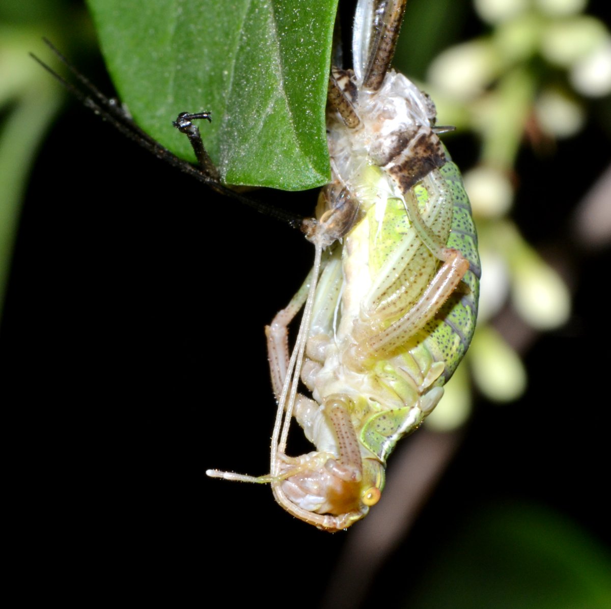 Muta di Barbitistes sp.