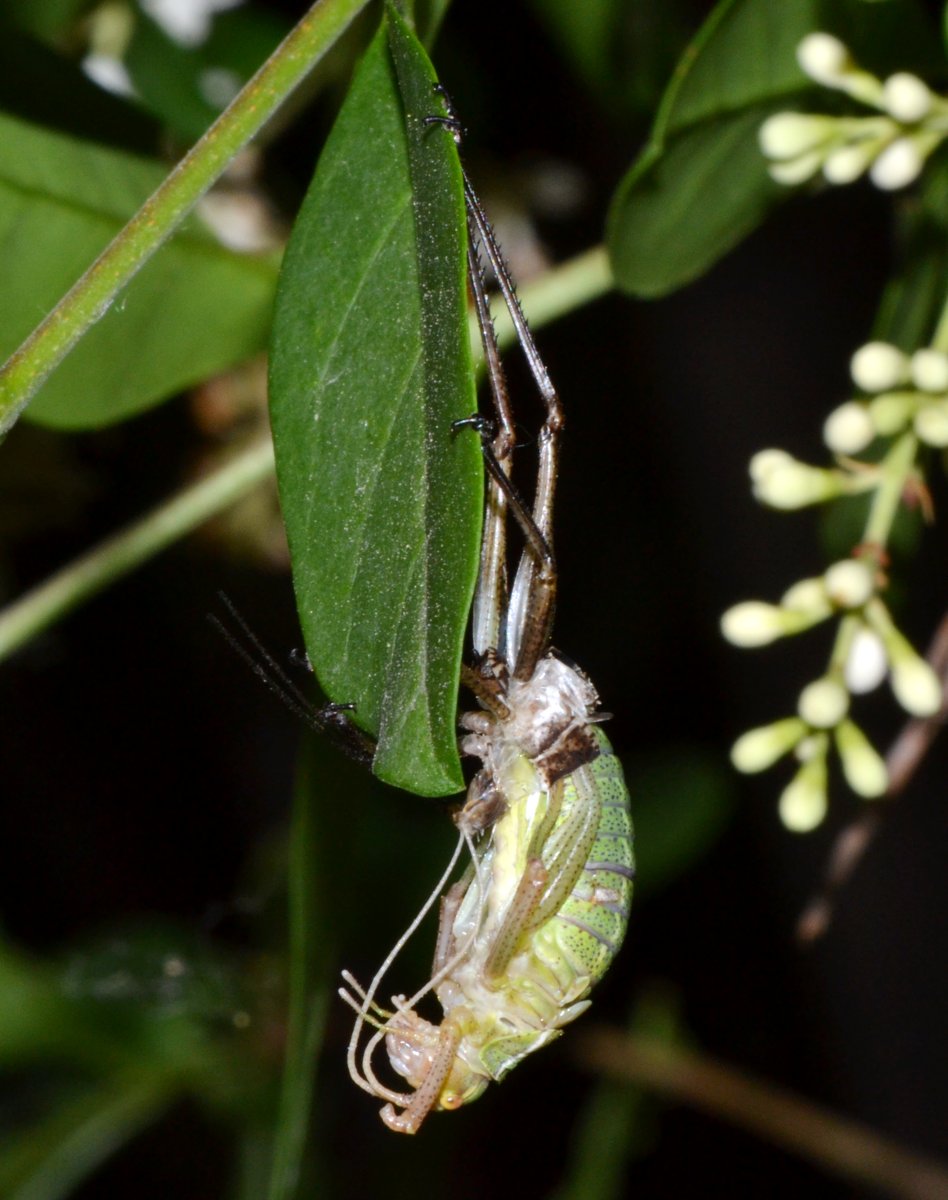 Muta di Barbitistes sp.