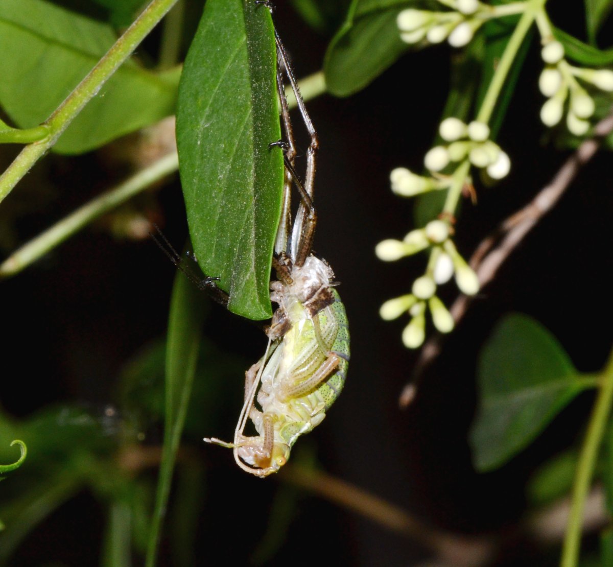 Muta di Barbitistes sp.