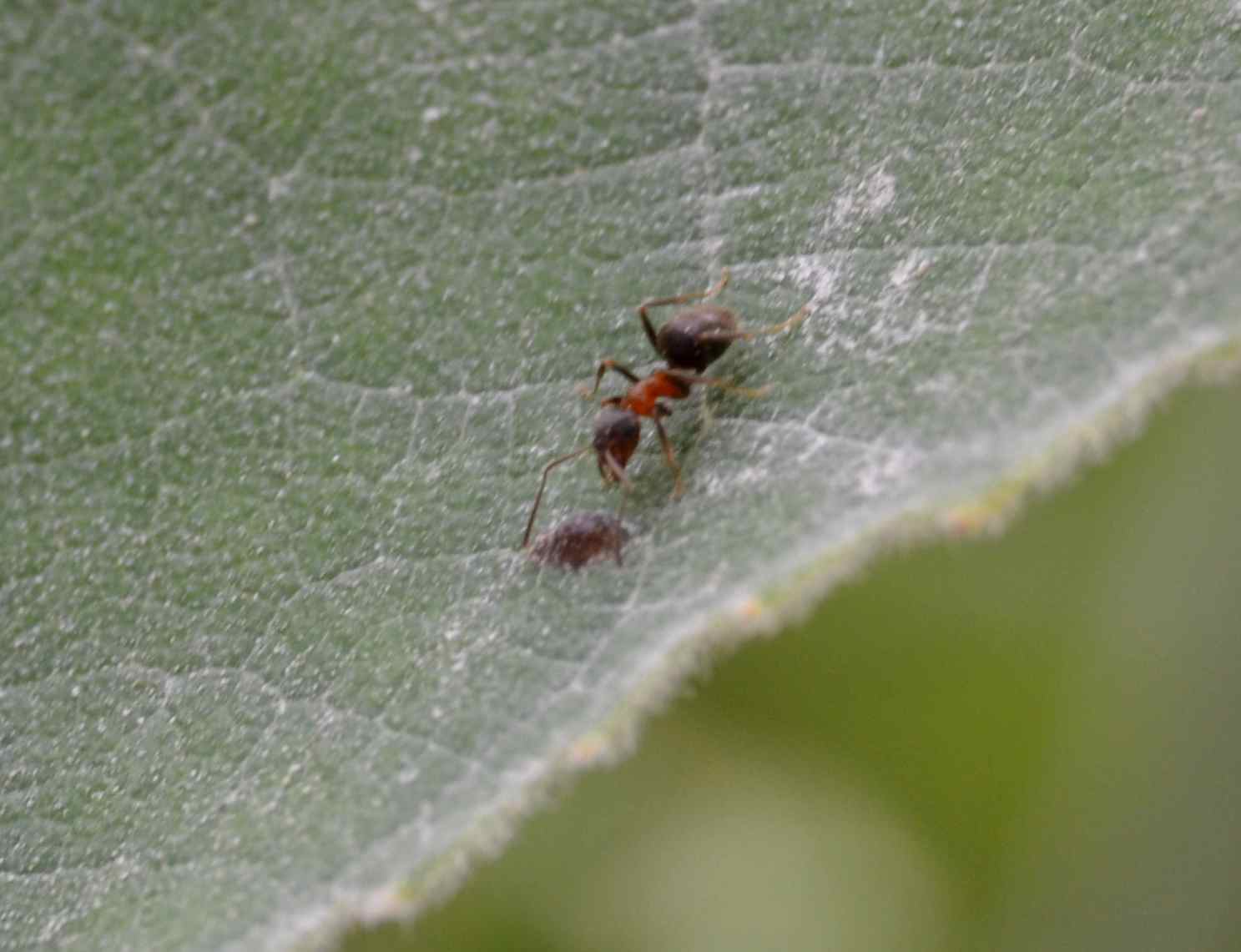 Lasius (probabile Lasius emarginatus) con afidi