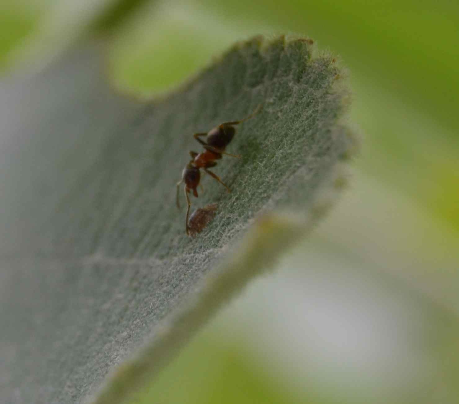 Lasius (probabile Lasius emarginatus) con afidi