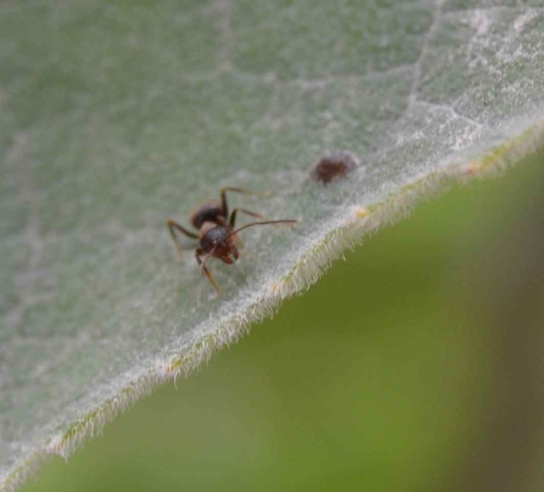 Lasius (probabile Lasius emarginatus) con afidi