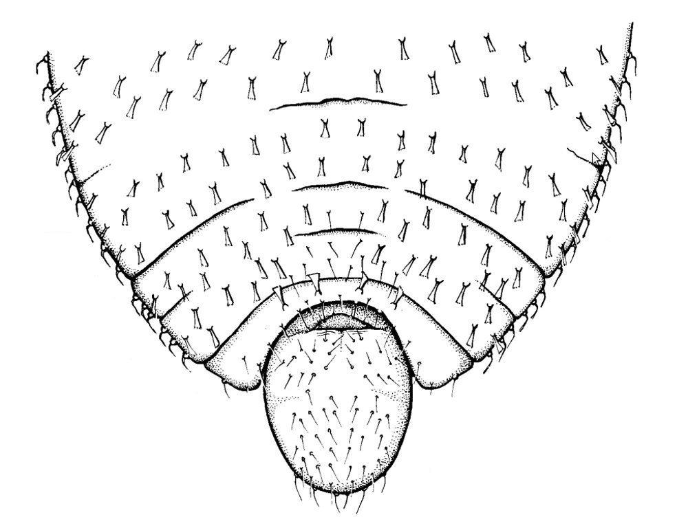 Forda cfr marginata ospiti di Camponotus aethiops