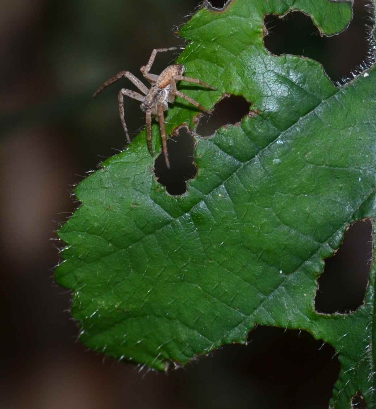 Philodromus sp.