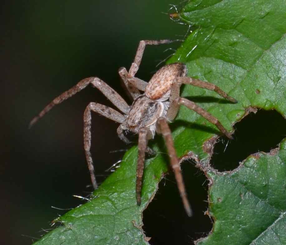 Philodromus sp.