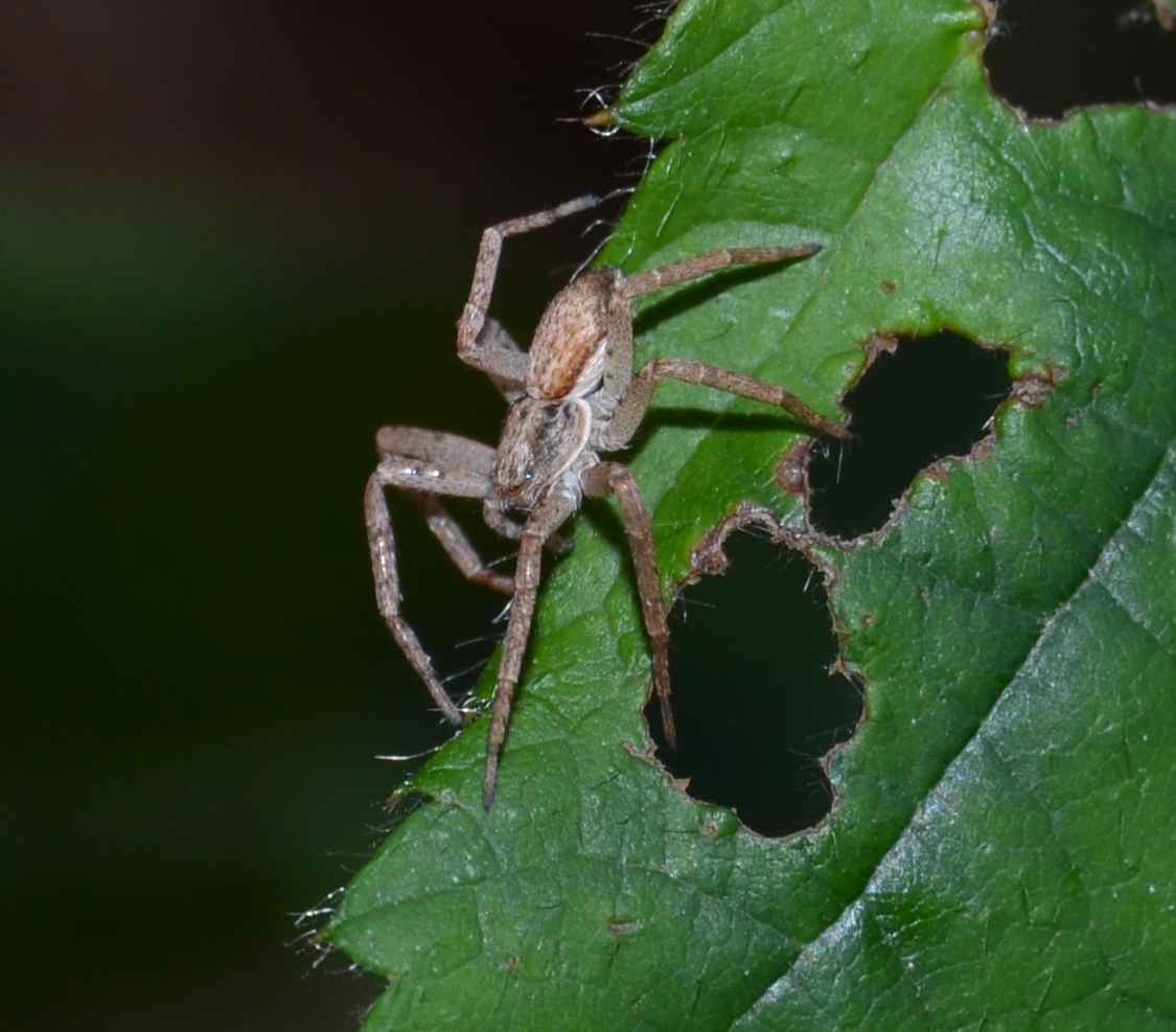 Philodromus sp.