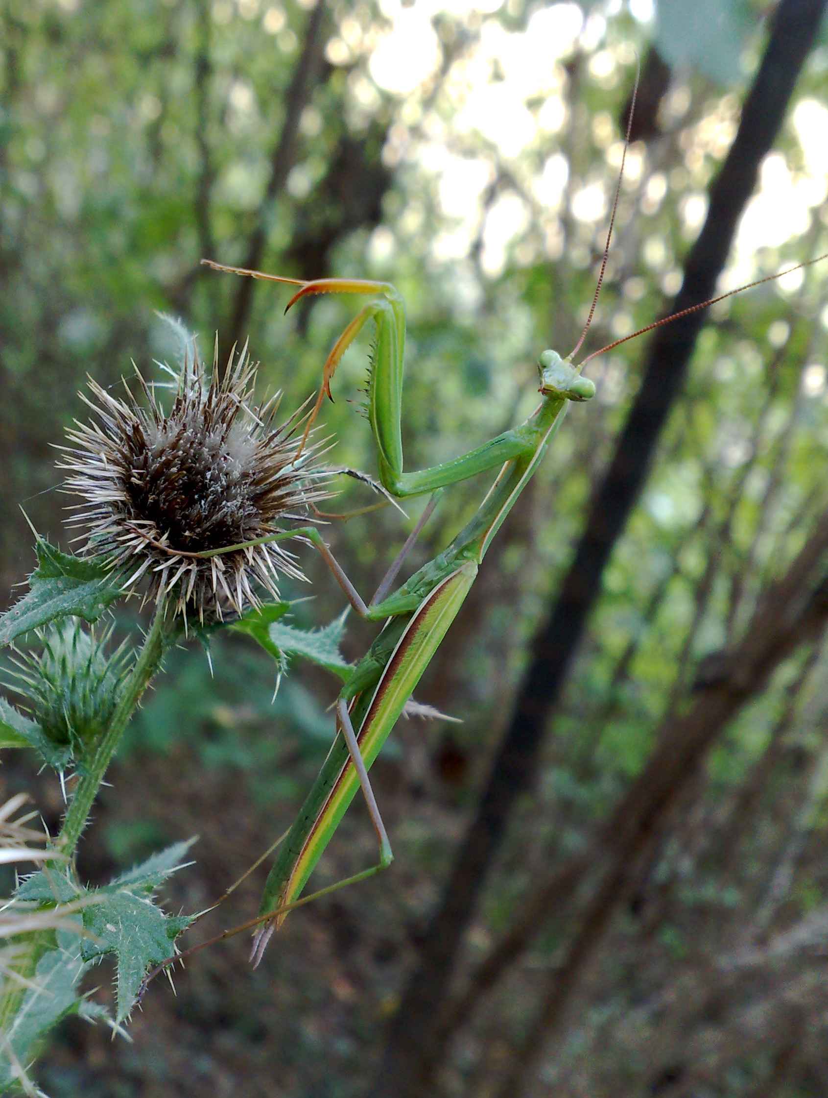 Mantis religiosa (maschio)