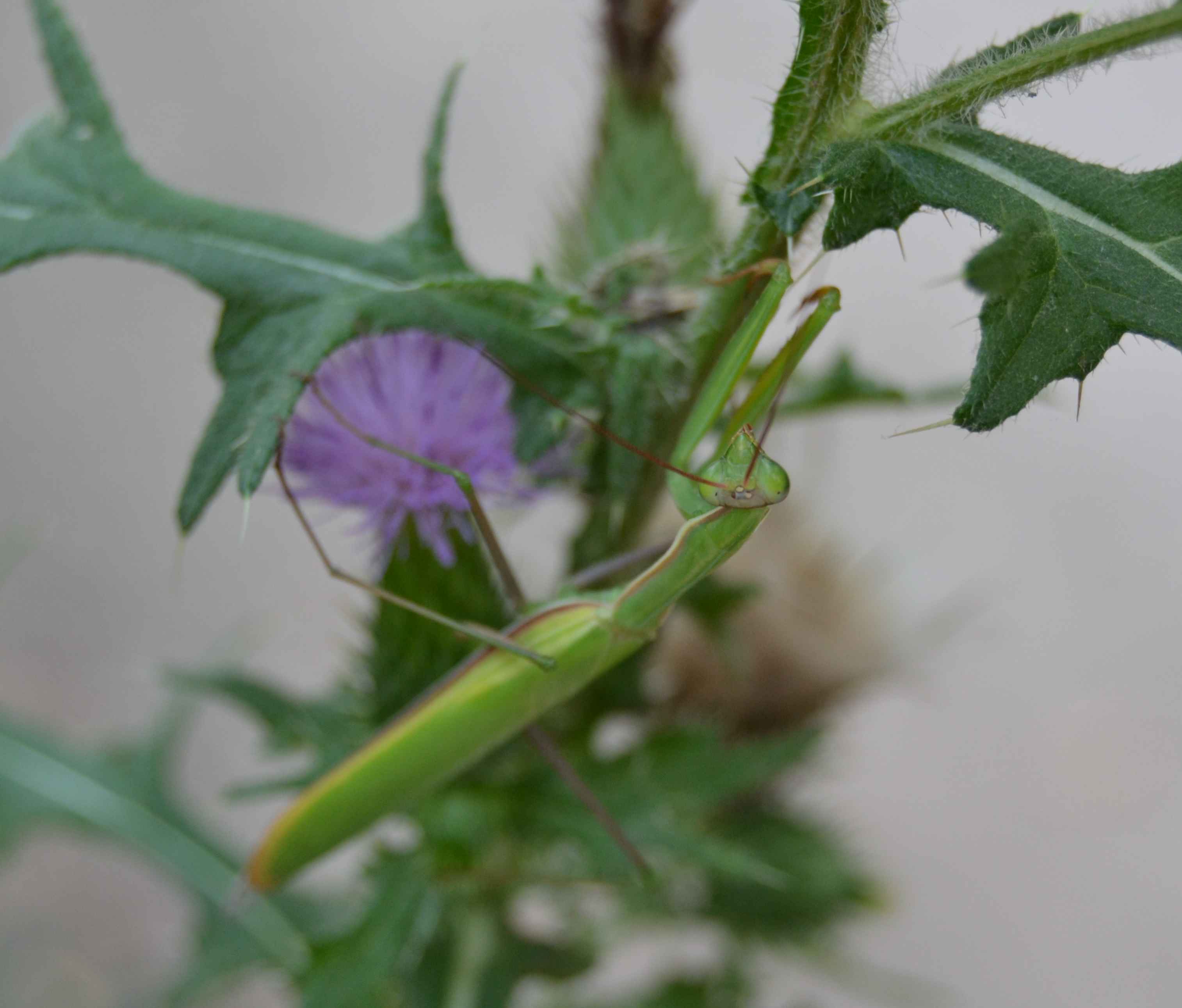 Mantis religiosa (maschio)