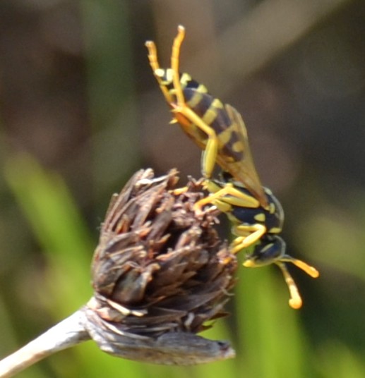 Vespai di Polystes dominulus e Polistes gallicus