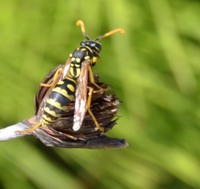 Vespai di Polystes dominulus e Polistes gallicus