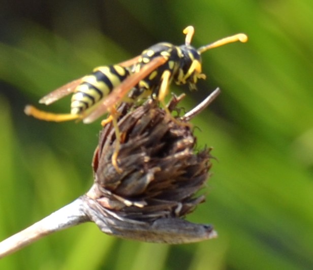 Vespai di Polystes dominulus e Polistes gallicus