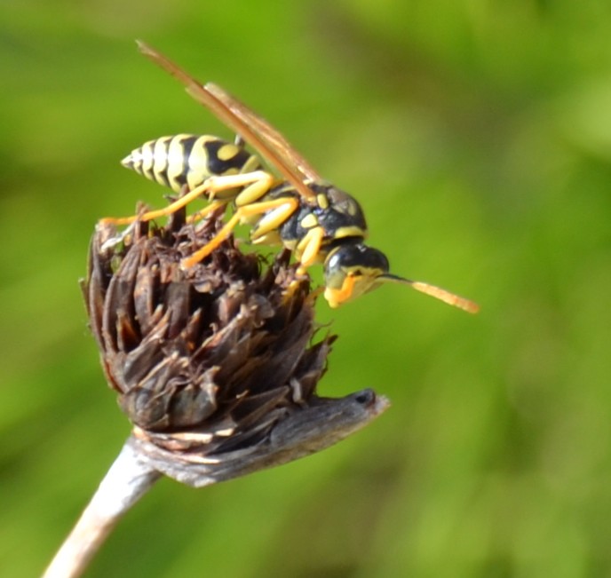 Vespai di Polystes dominulus e Polistes gallicus