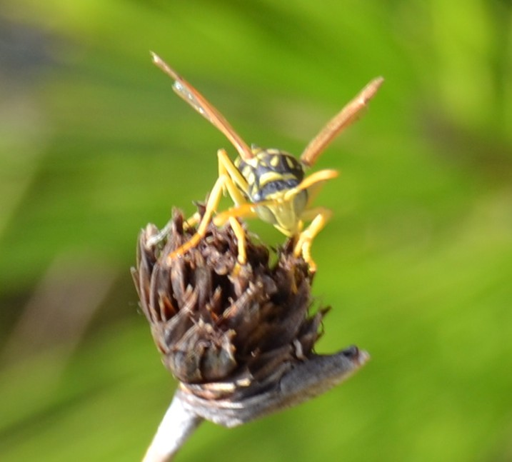 Vespai di Polystes dominulus e Polistes gallicus