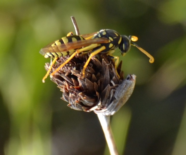 Vespai di Polystes dominulus e Polistes gallicus