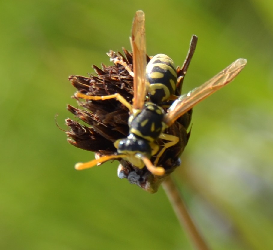 Vespai di Polystes dominulus e Polistes gallicus