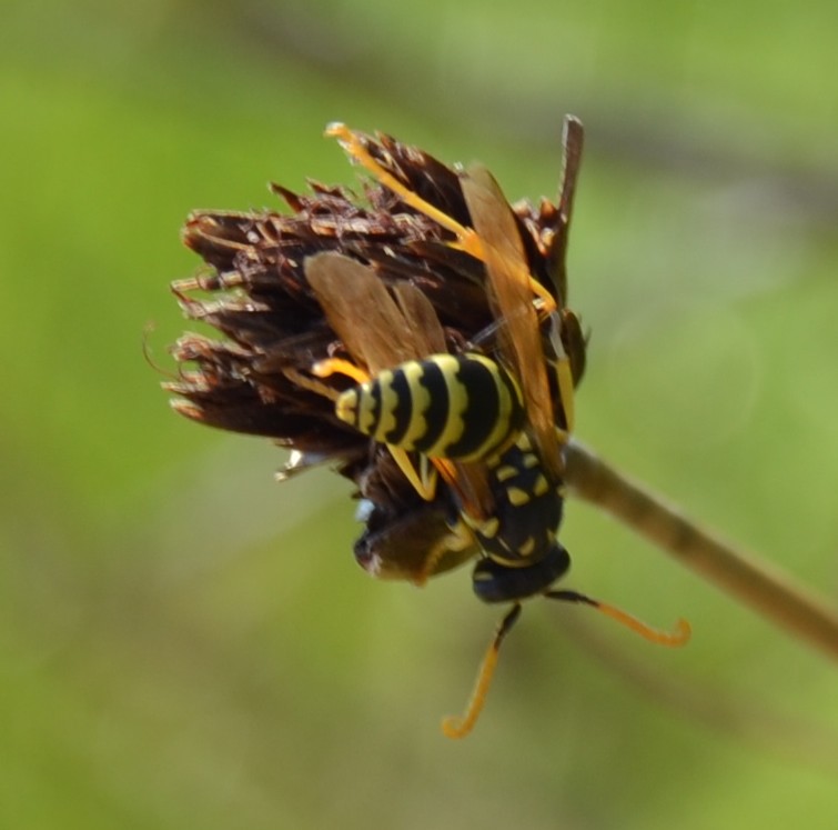 Vespai di Polystes dominulus e Polistes gallicus