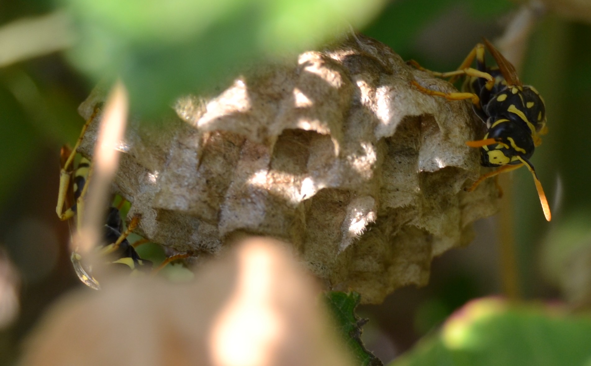 Vespai di Polystes dominulus e Polistes gallicus