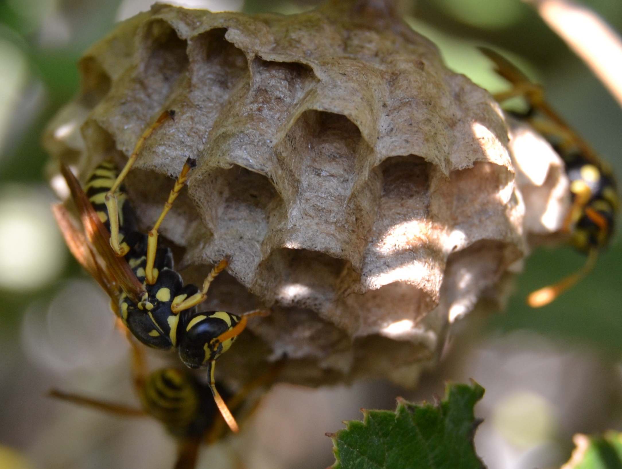 Vespai di Polystes dominulus e Polistes gallicus