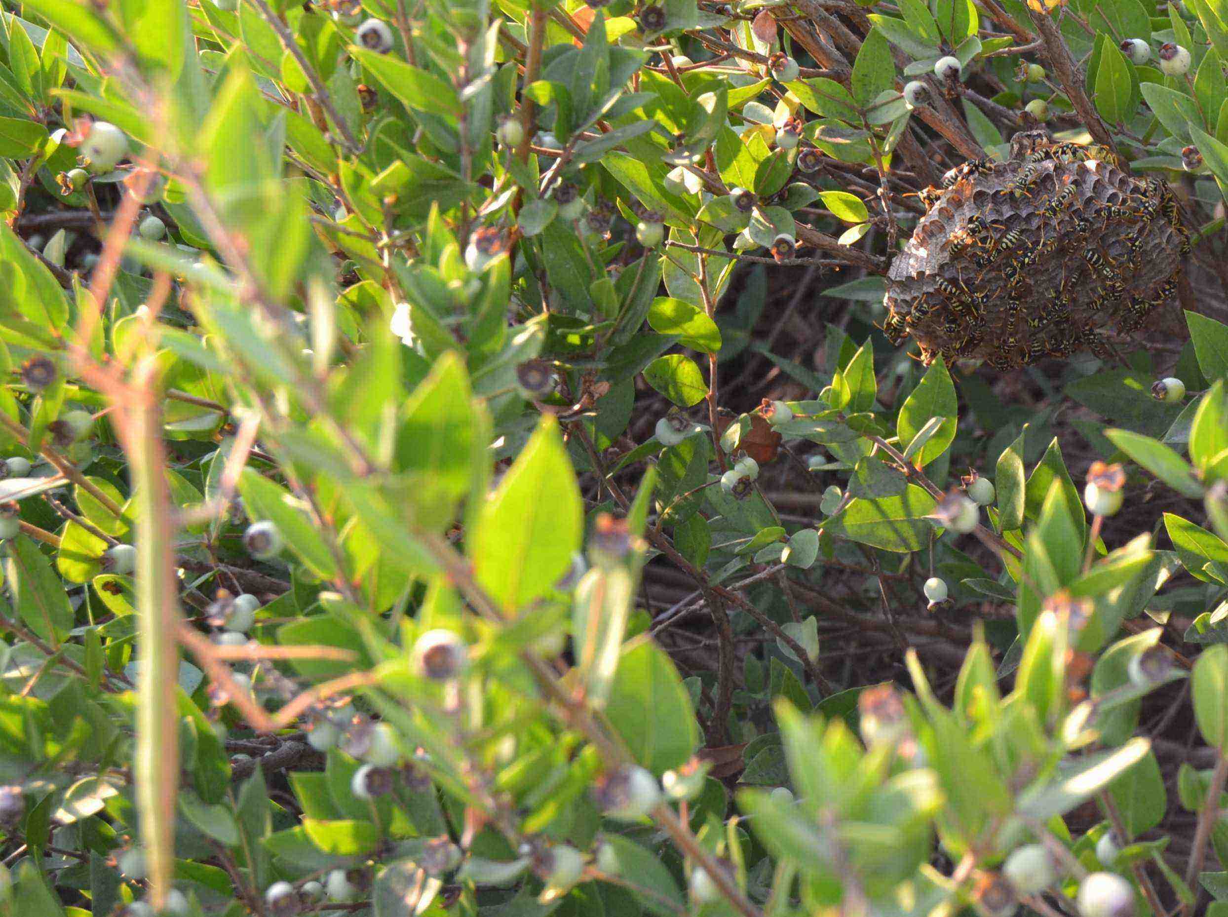 Vespai di Polystes dominulus e Polistes gallicus