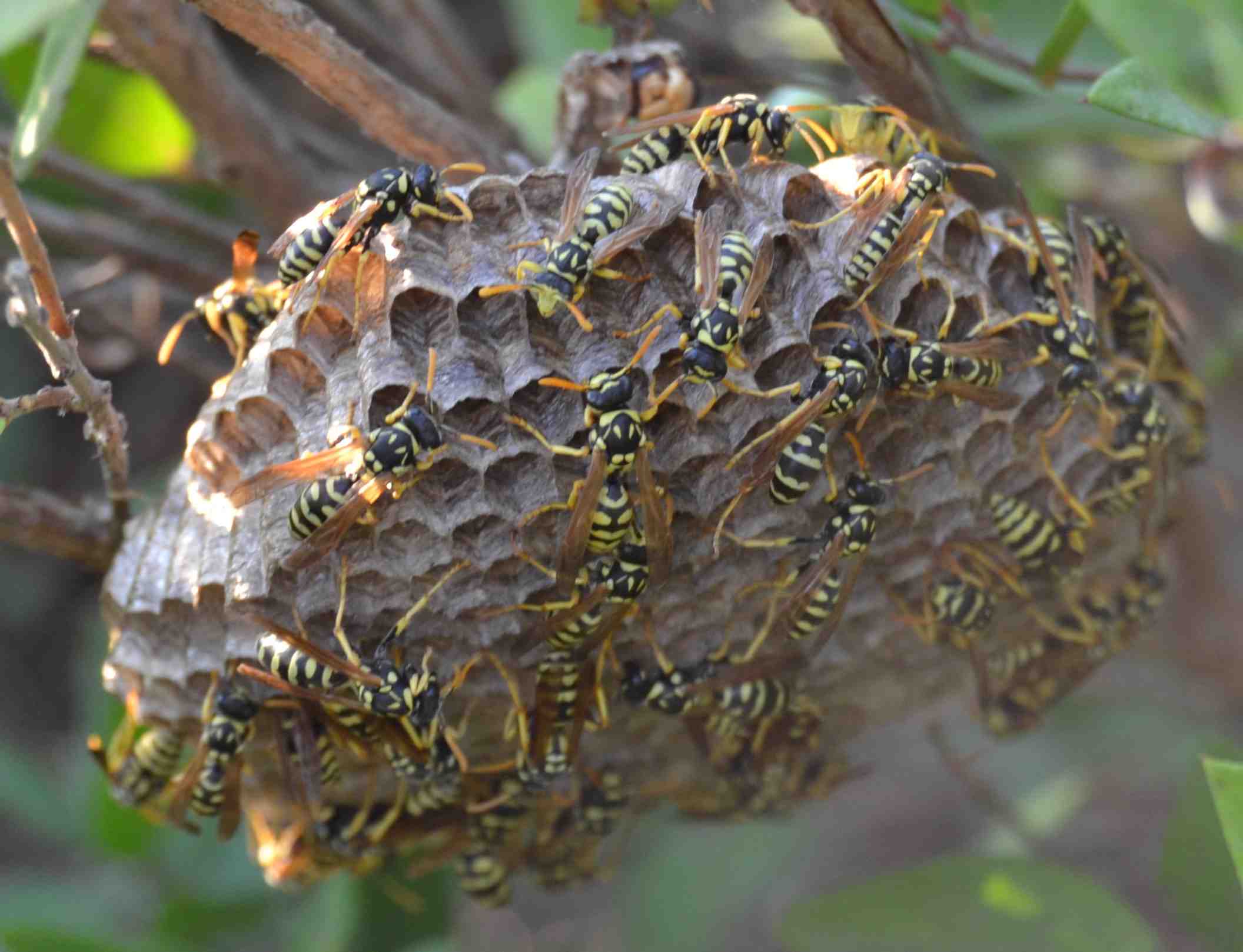 Vespai di Polystes dominulus e Polistes gallicus