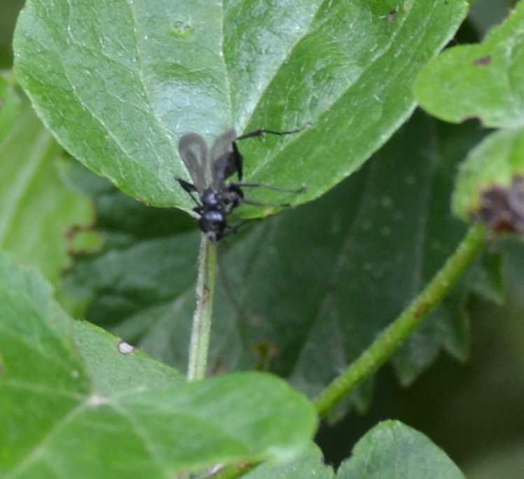 Sphecidae e Pompilidae