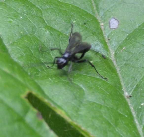 Sphecidae e Pompilidae