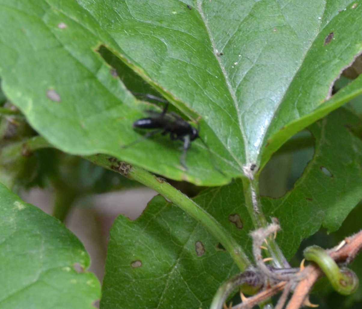 Sphecidae e Pompilidae