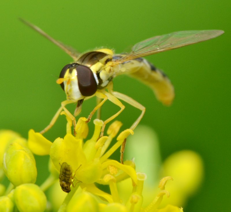 Sphaerophoria sp. con Chloropidae