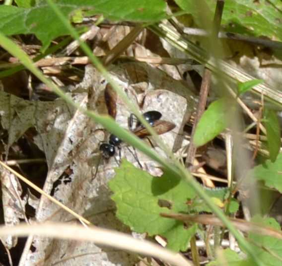 Sphecidae e Pompilidae