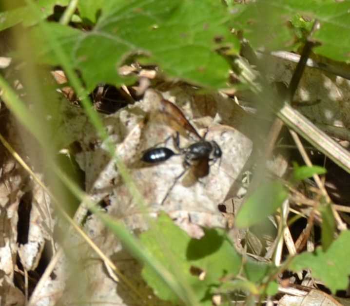 Sphecidae e Pompilidae