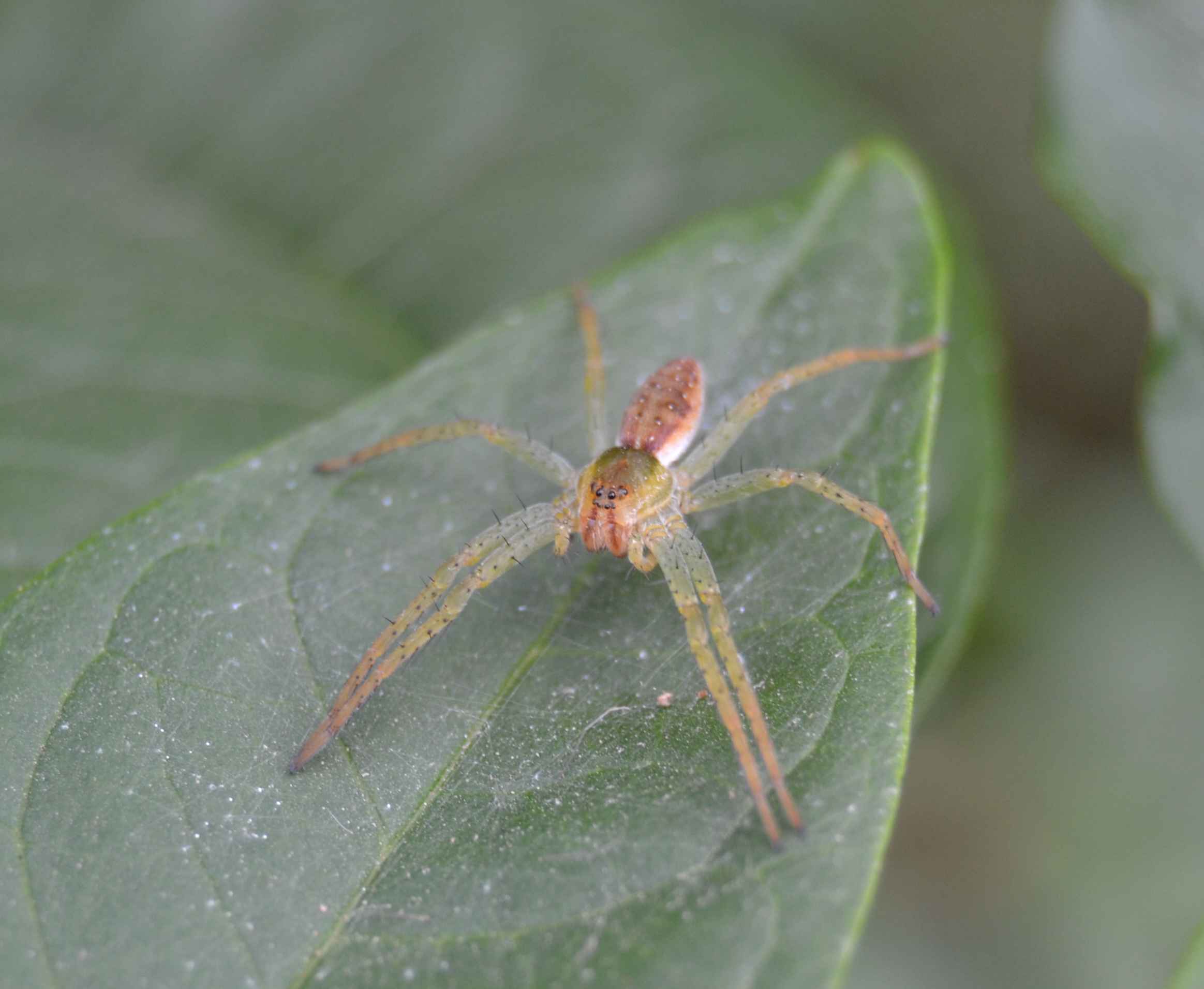 Dolomedes sp.